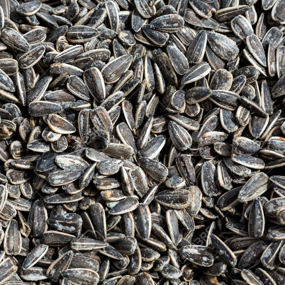 Salted Roasted Sun Flower