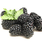 Blackberries