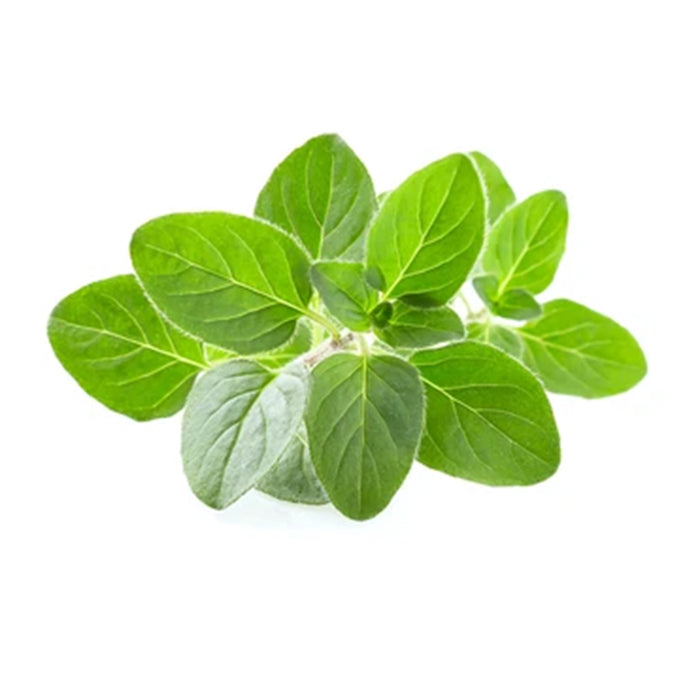 Oregano
