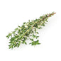 Thyme